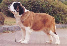 �����Ƒ��Ɍ}����O��